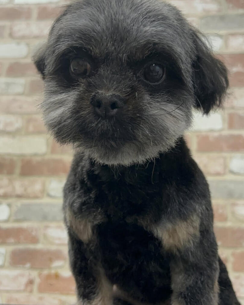 Land of Paws quick services