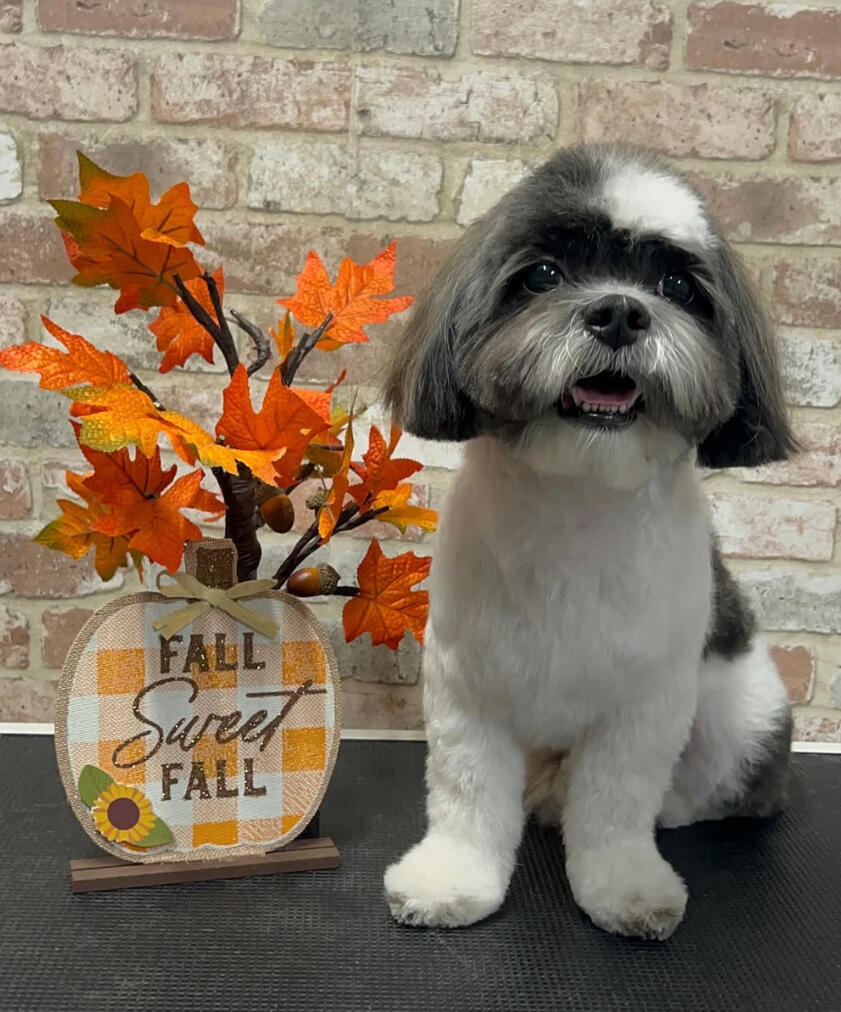 Land of Paws full service grooming