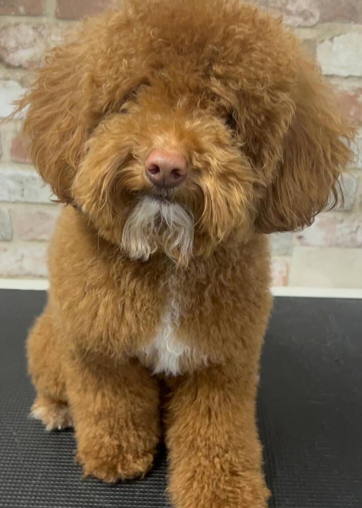 Land of Paws full service grooming