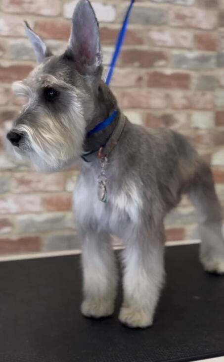 Land of Paws full service grooming