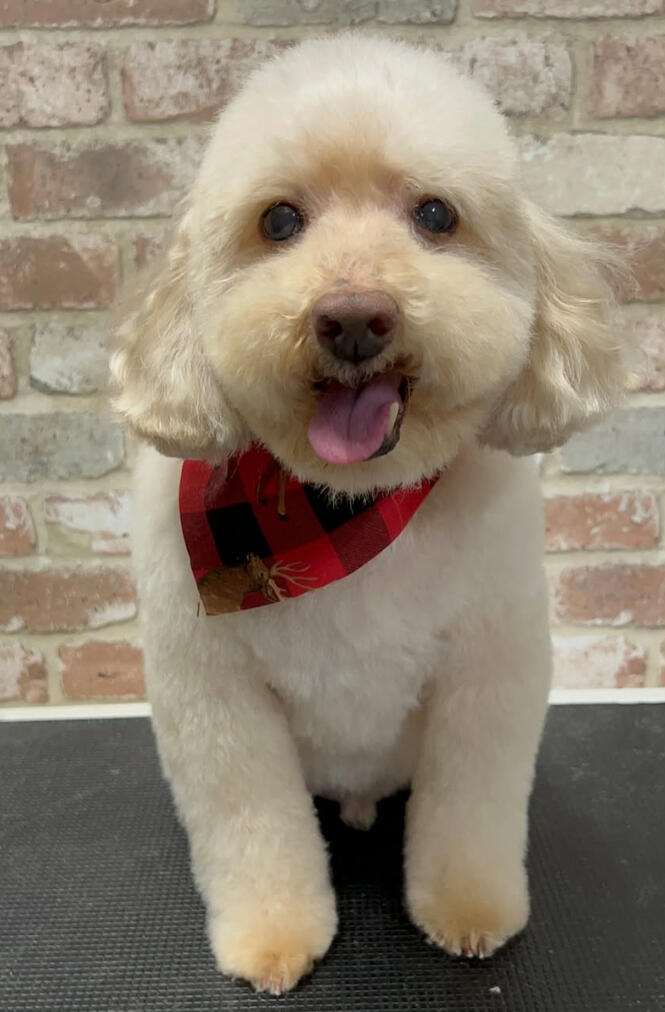 Land of Paws bath and brush