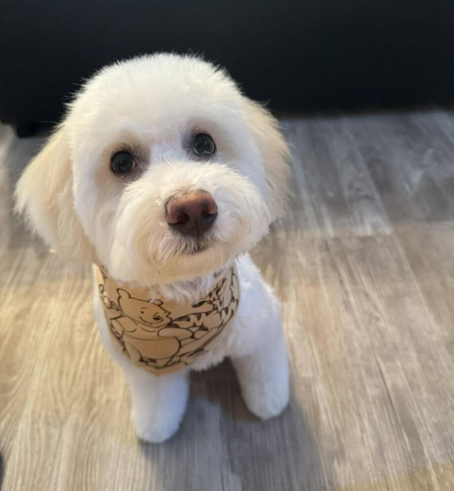 Land of Paws double coated breeds